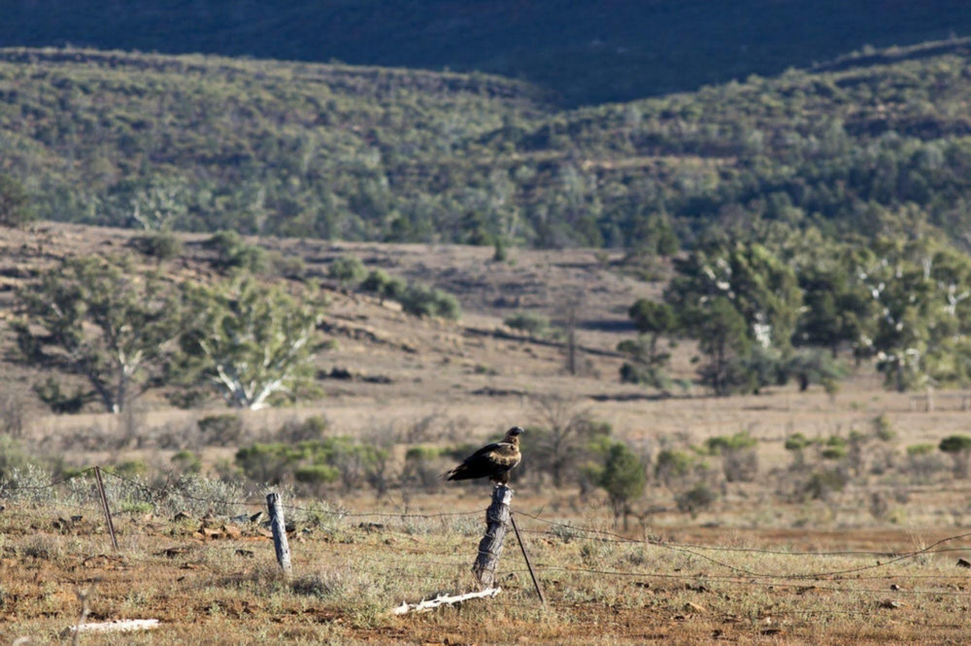 Отель Rawnsley Park Station Flinders Ranges Экстерьер фото